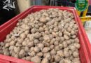 Patti – smaltite 16 tonnellate di patate sequestrate dal Noras del Corpo Forestale della Regione
