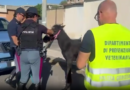 Catania – Blitz in una stalla abusiva, salvato un cavallo tenuto senza acqua e cibo