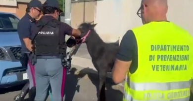 Catania – Blitz in una stalla abusiva, salvato un cavallo tenuto senza acqua e cibo